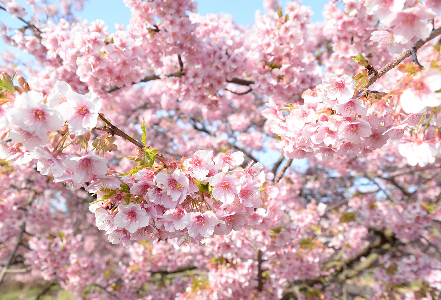 河津桜