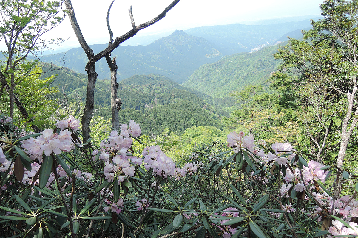 犬ヶ岳