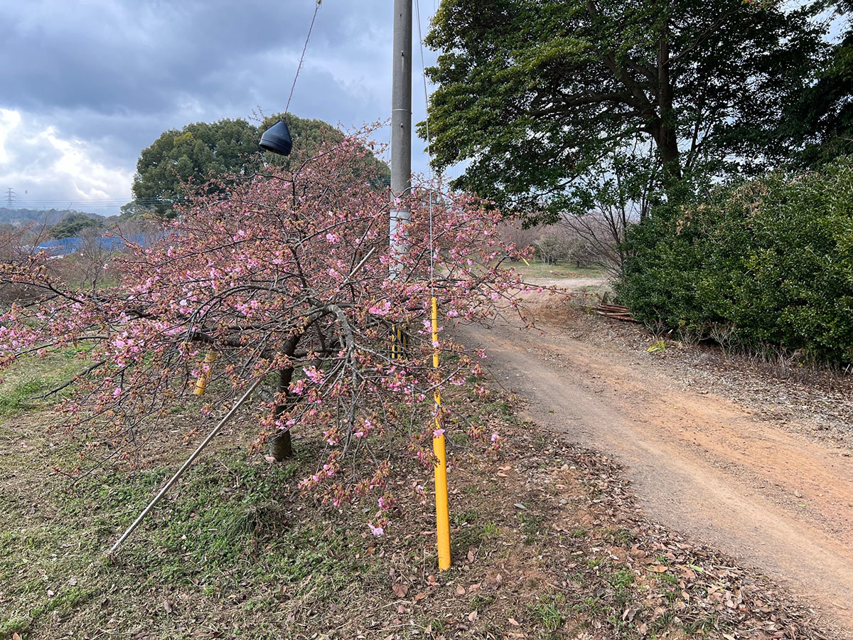 河津桜1