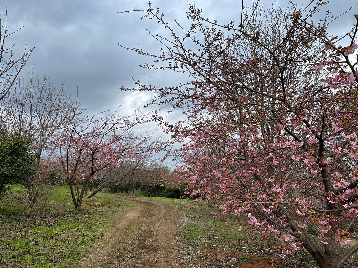 河津桜2