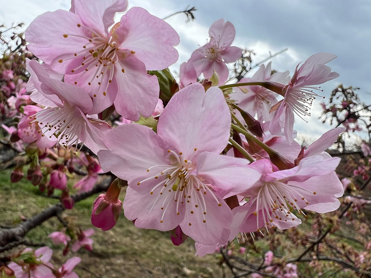 河津桜4