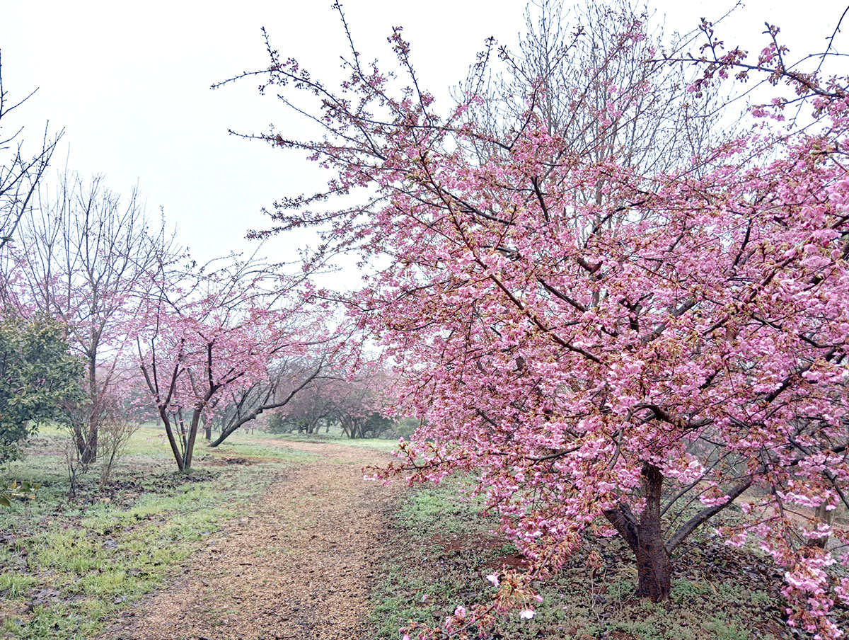 河津桜1