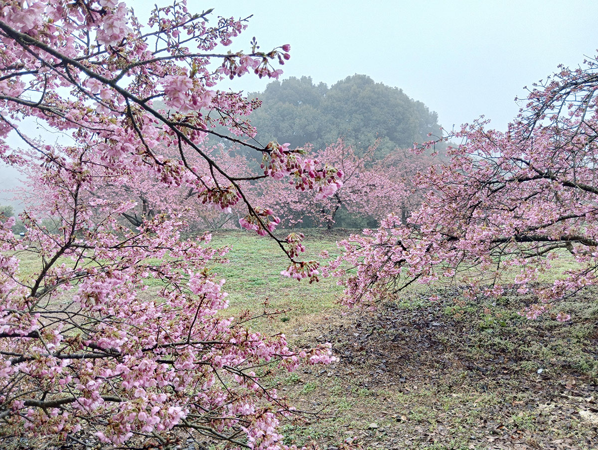 河津桜2