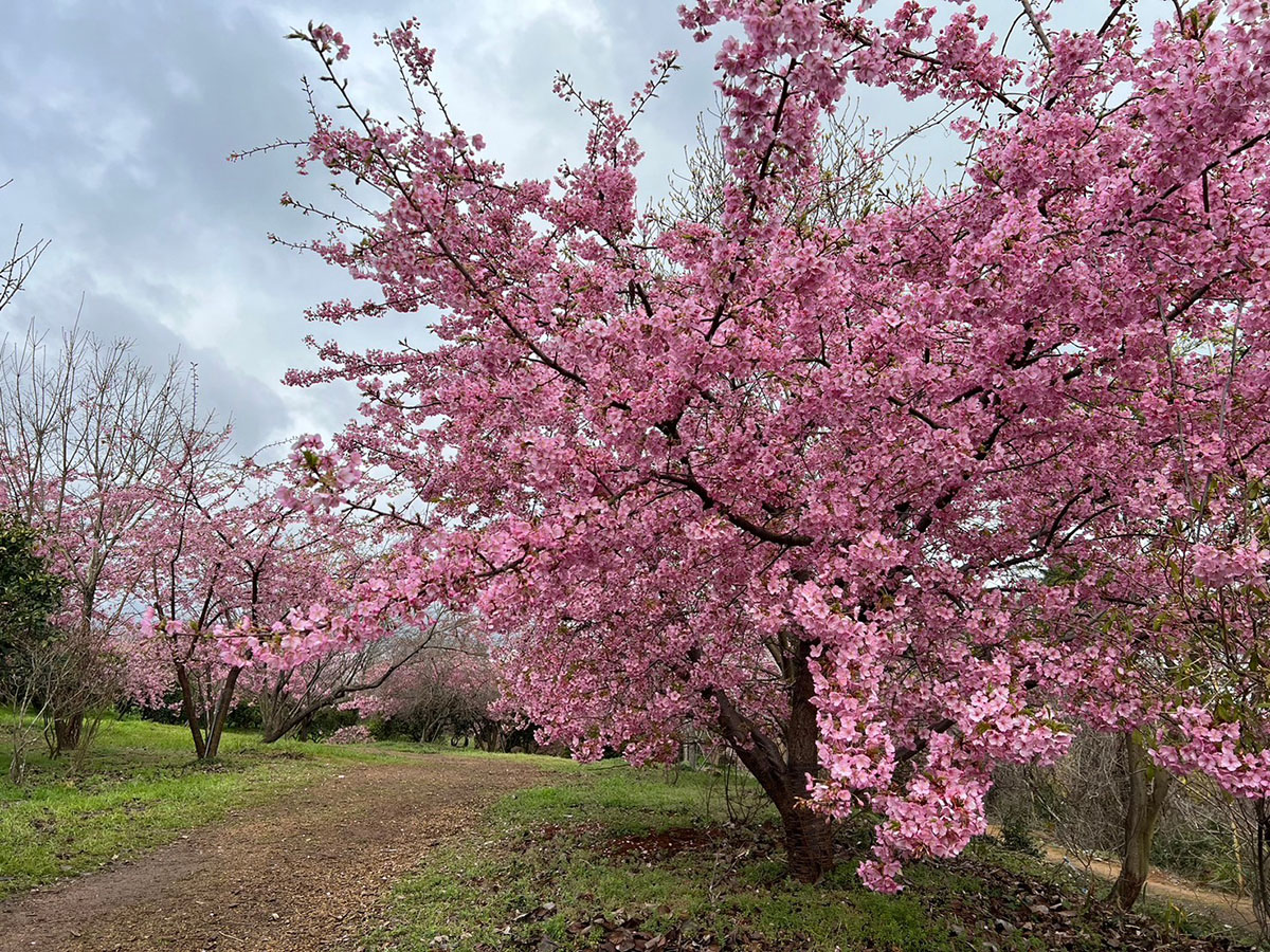 河津桜1