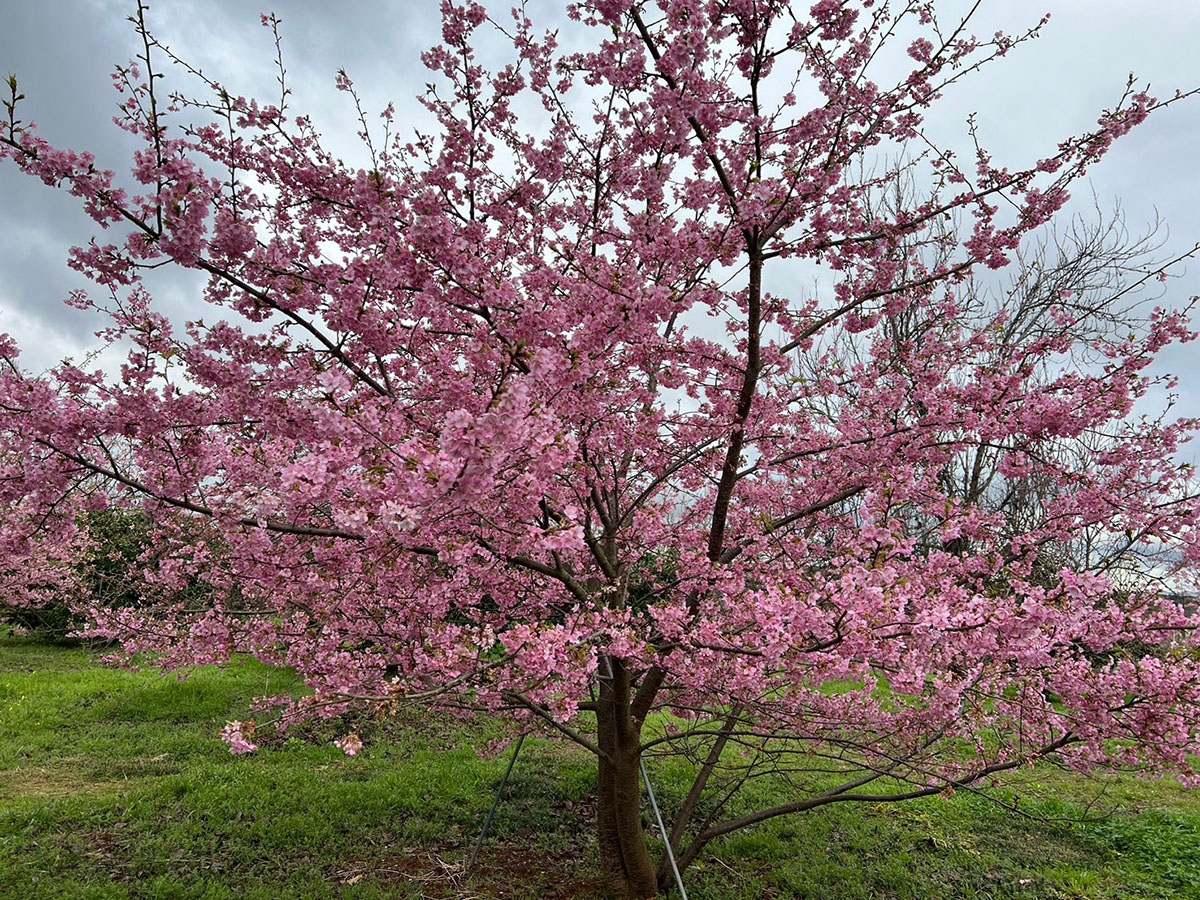 河津桜2