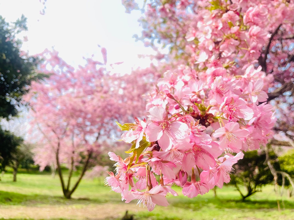 河津桜1