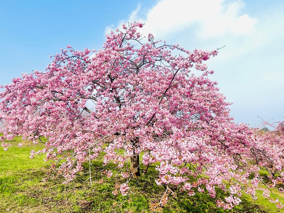 河津桜2