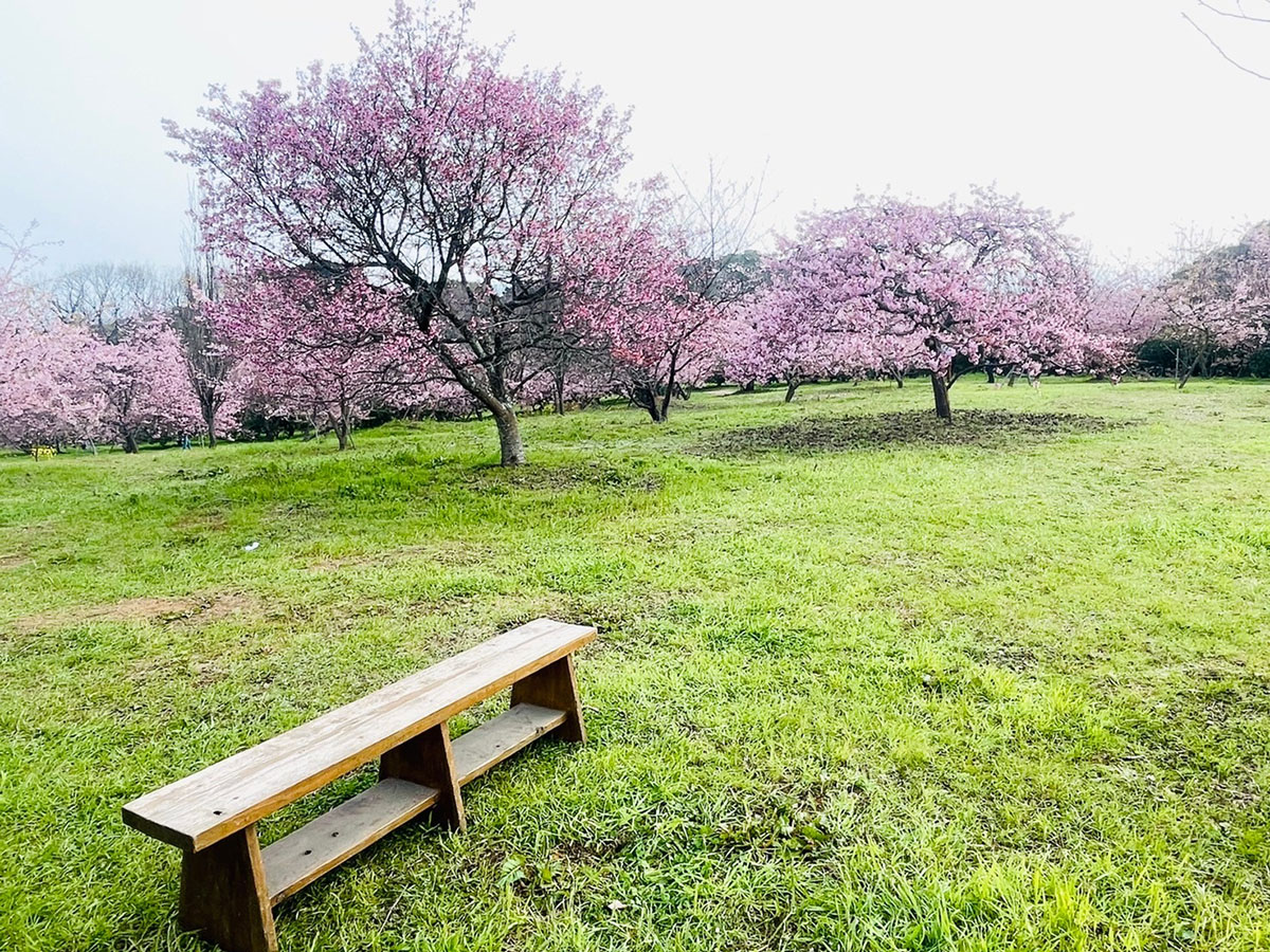 河津桜3