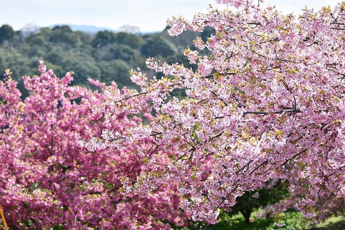 河津桜2