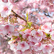 河津桜