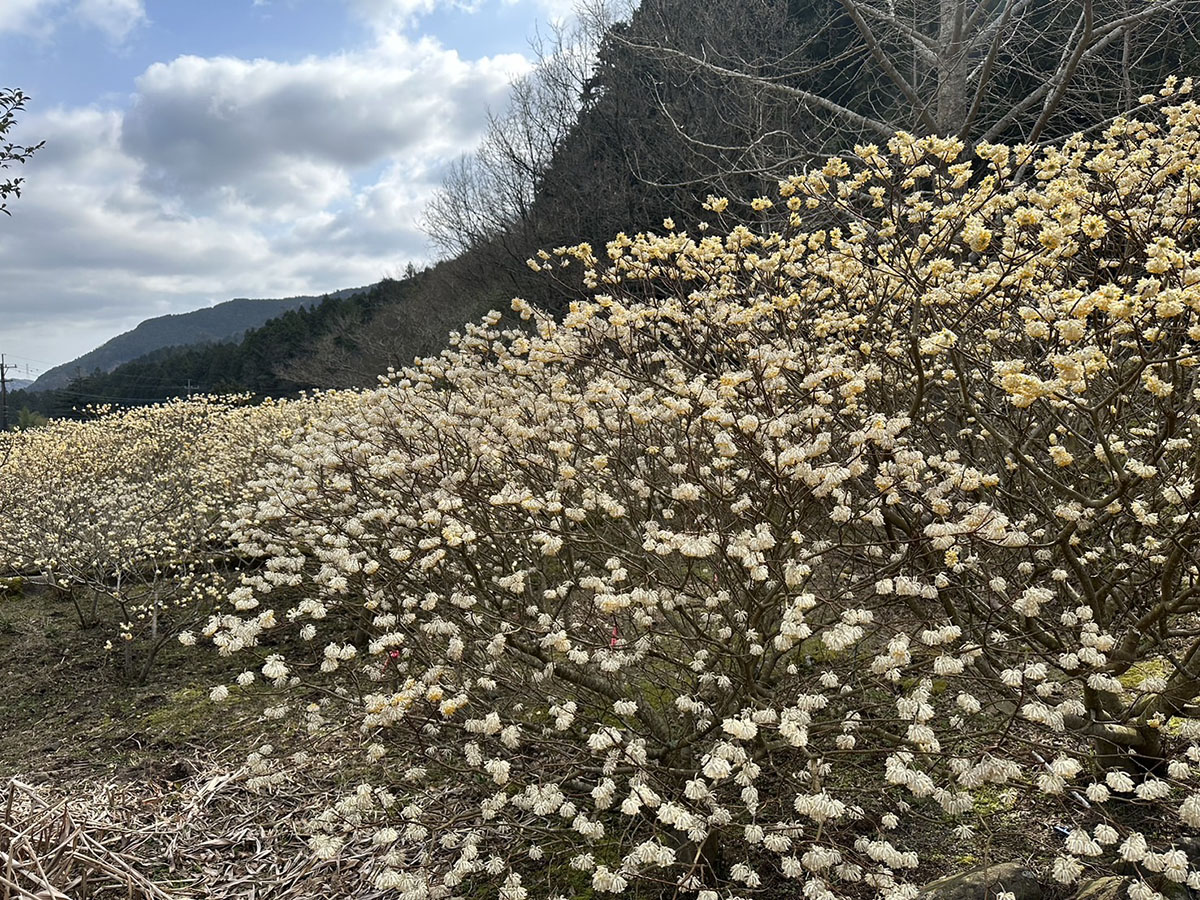 ミツマタ①