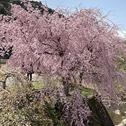 一本桜