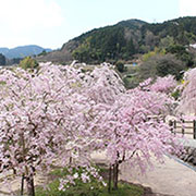 枝垂桜