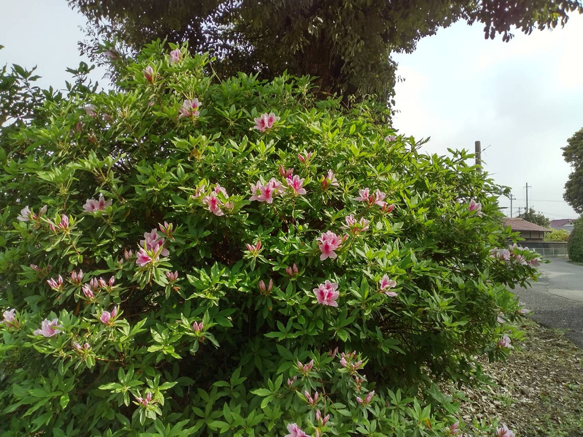 宝福寺山つつじ①