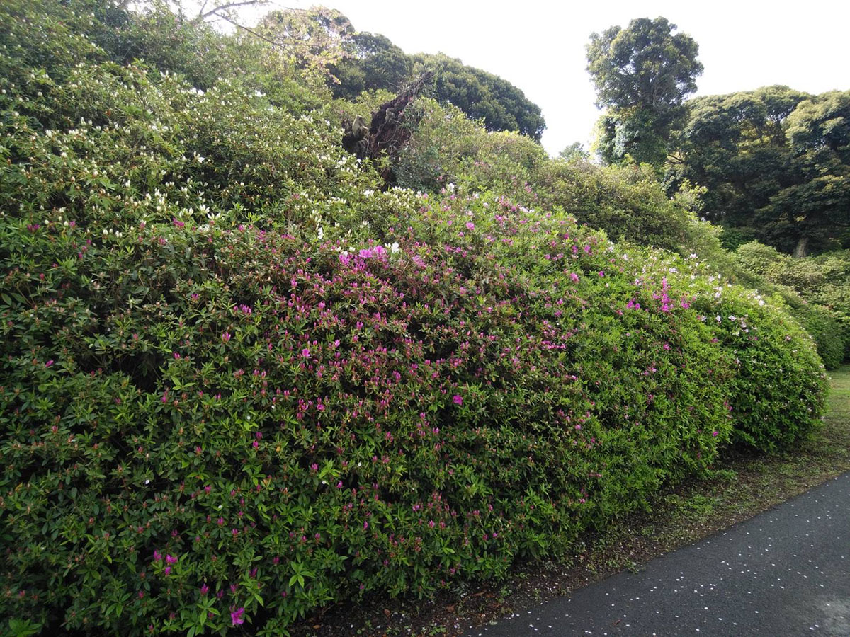 宝福寺山つつじ②