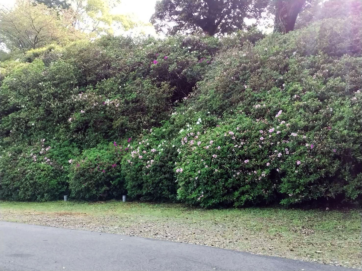 宝福寺山つつじ④