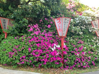 宝福寺山つつじ④