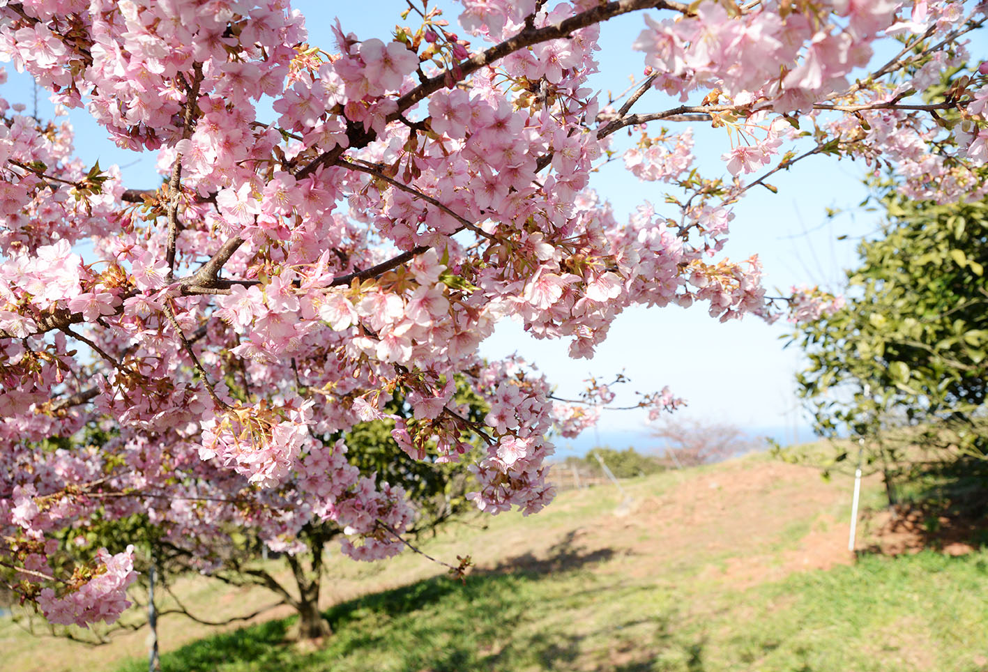 河津桜