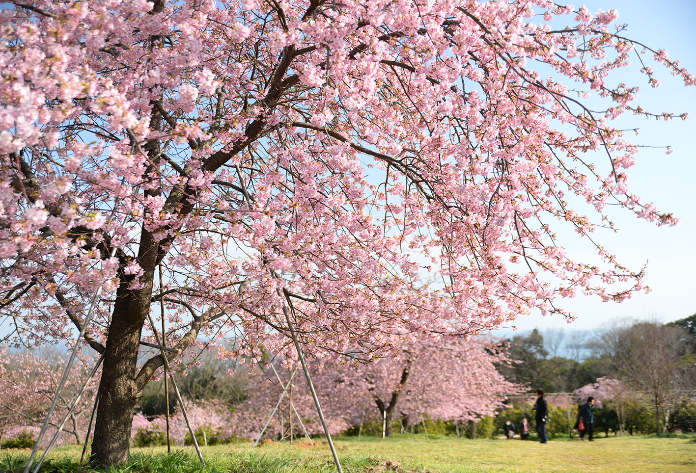 河津桜