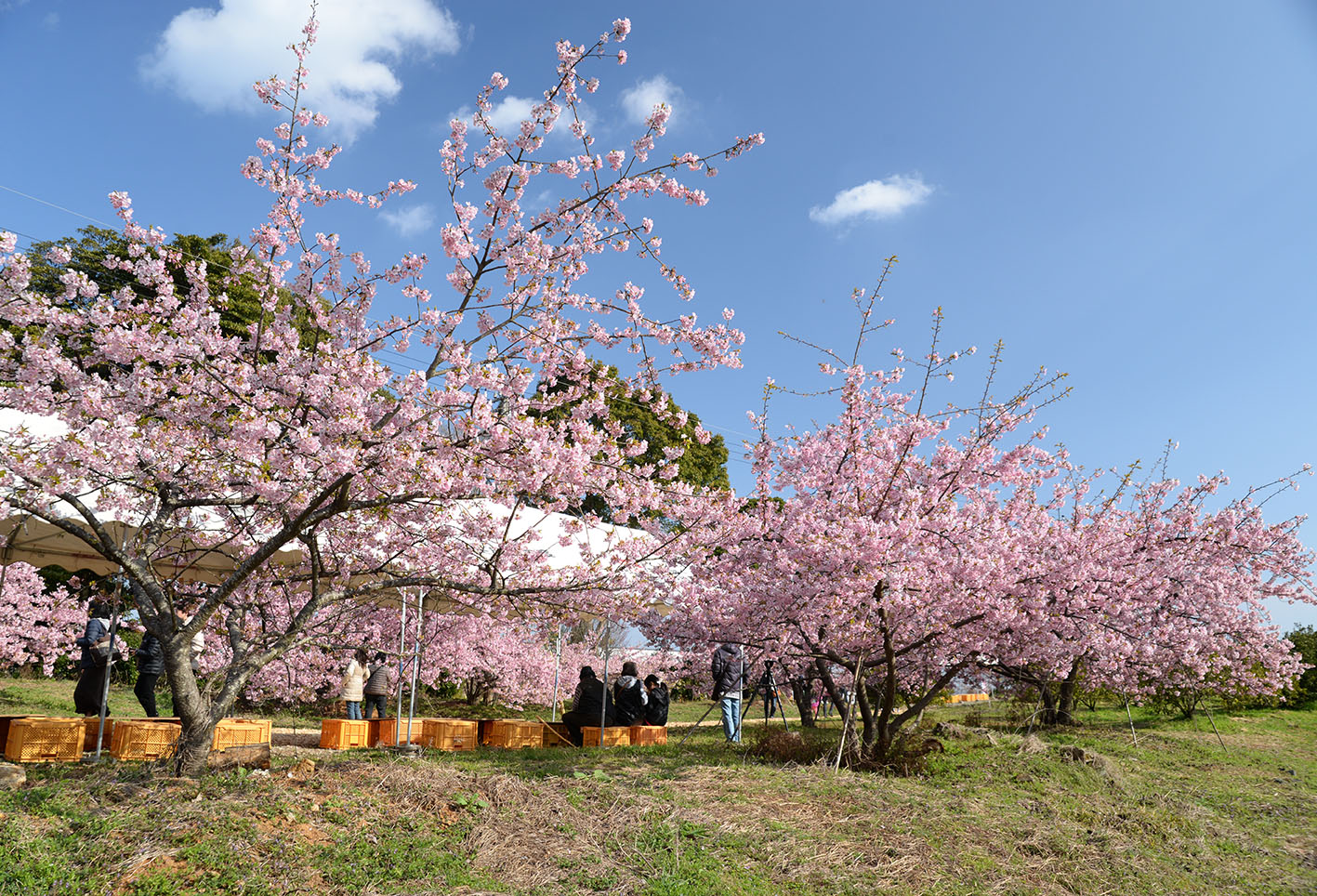 河津桜